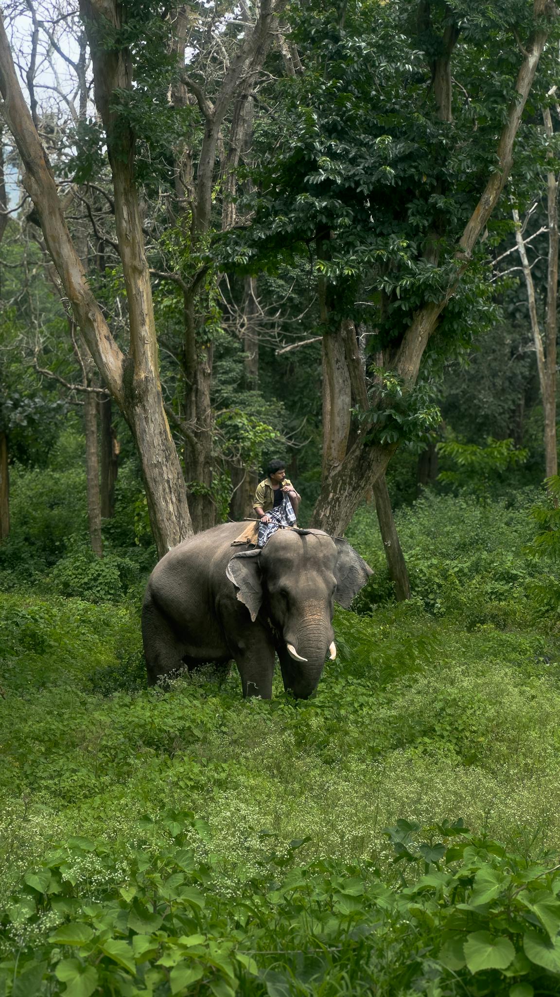 A person riding an elephant through a lush green forest, immersed in nature.