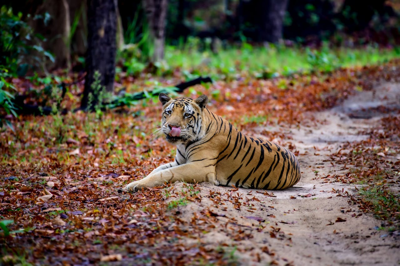Portrait of a Bengal tiger lying on a path in Kanha National Park, India.