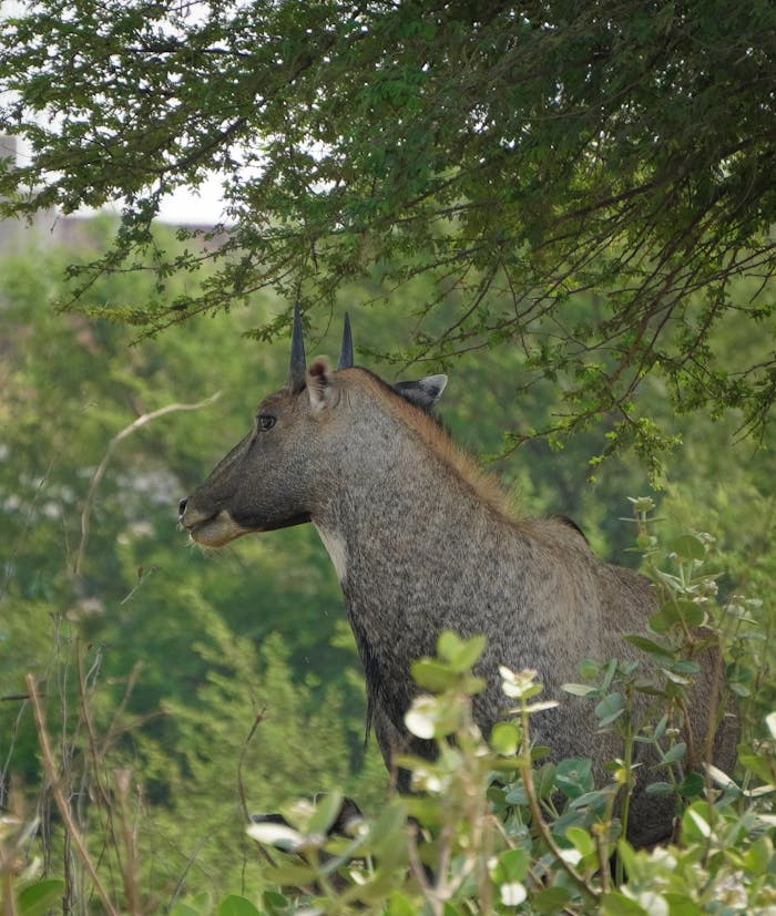 A majestic nilgai stands amidst lush foliage in Prayagraj, India, captivating the essence of wildlife.