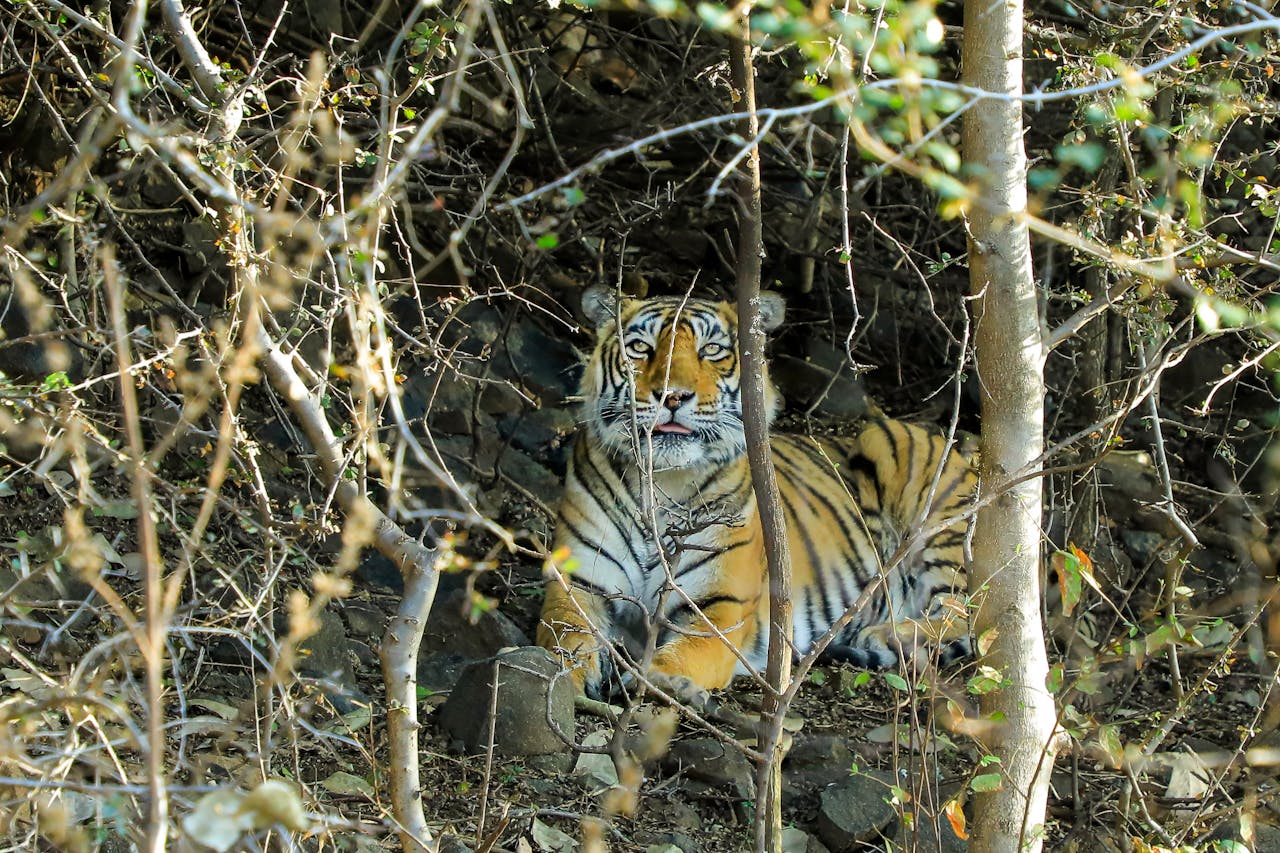 A majestic Bengal Tiger rests amidst the foliage at Ranthambhore Fort, India.