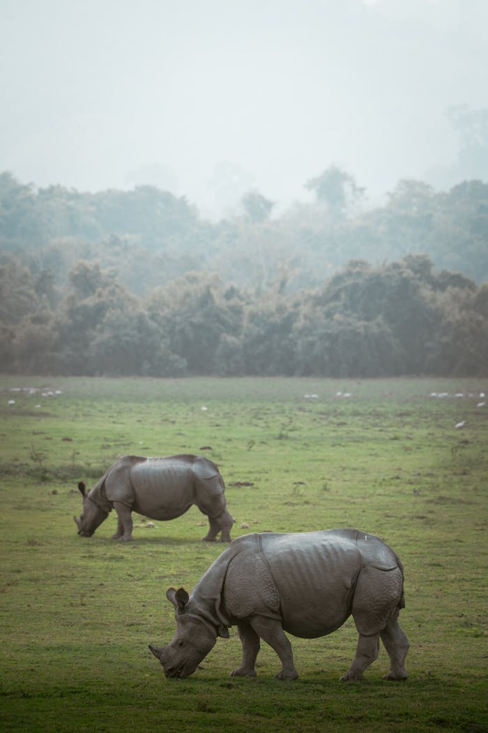 Indian rhinoceroses grazing in Kaziranga National Park, Assam, India during a misty day.