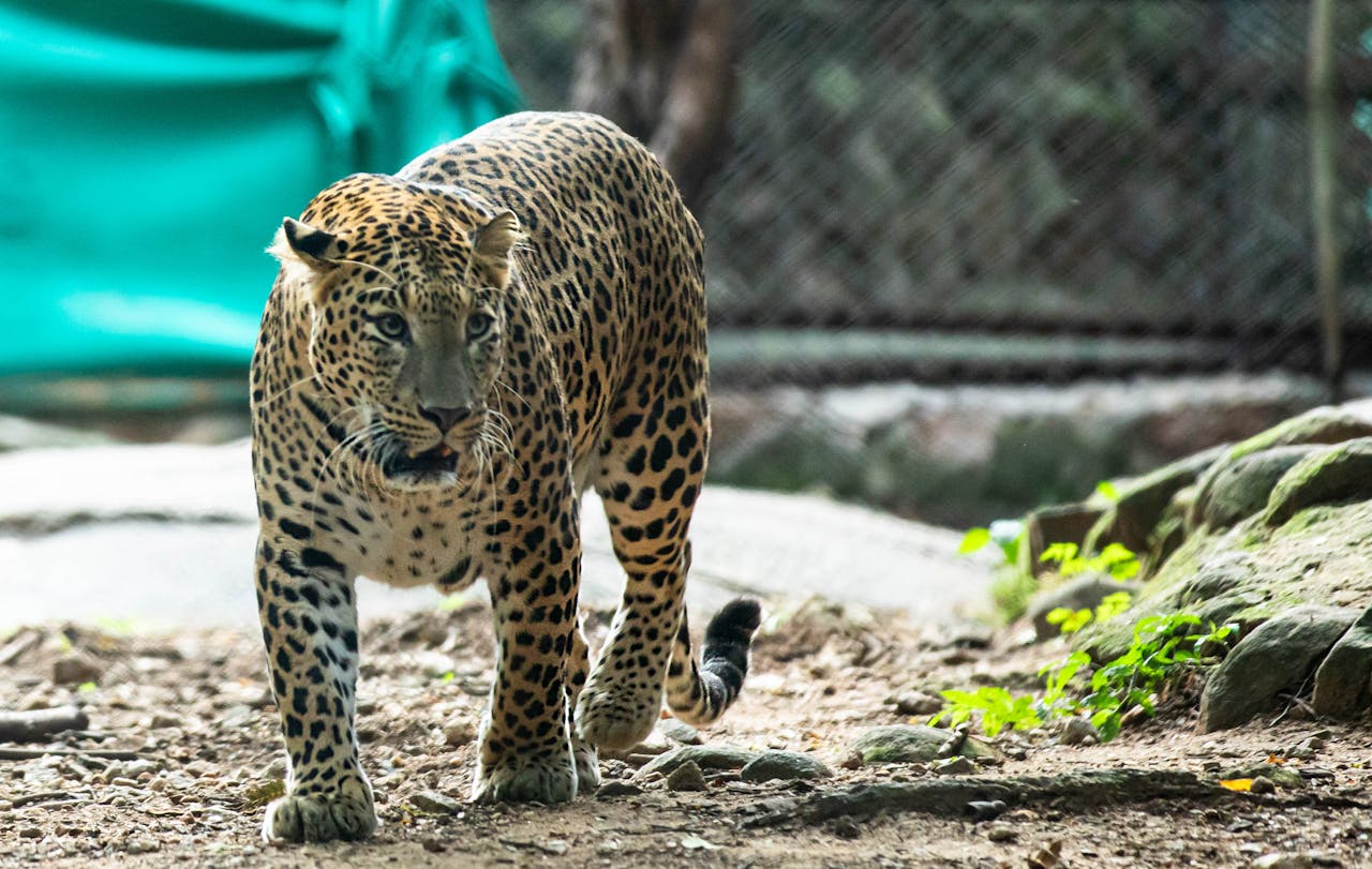 A captivating image of a leopard prowling in its natural habitat, showcasing its grace and strength.