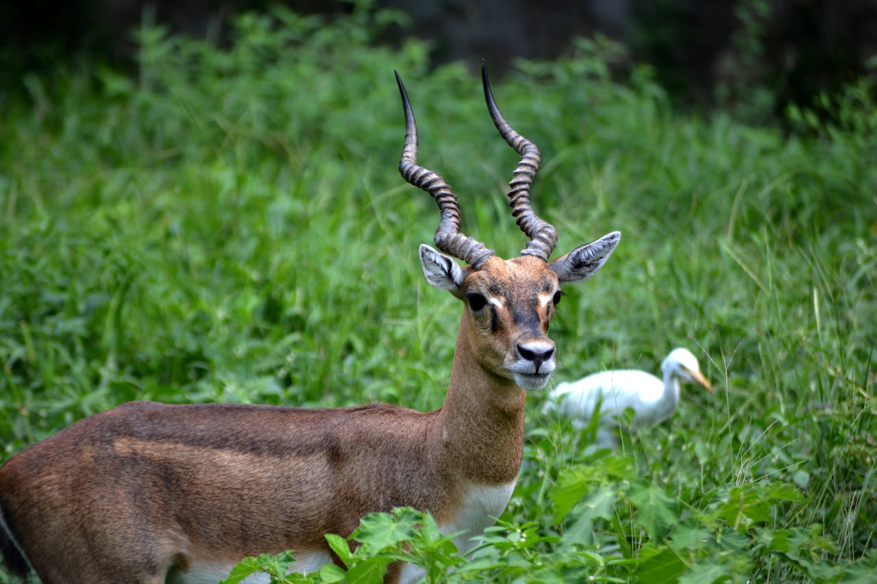 A blackbuck stands gracefully in lush greenery alongside an egret in Guwahati Zoo, India.