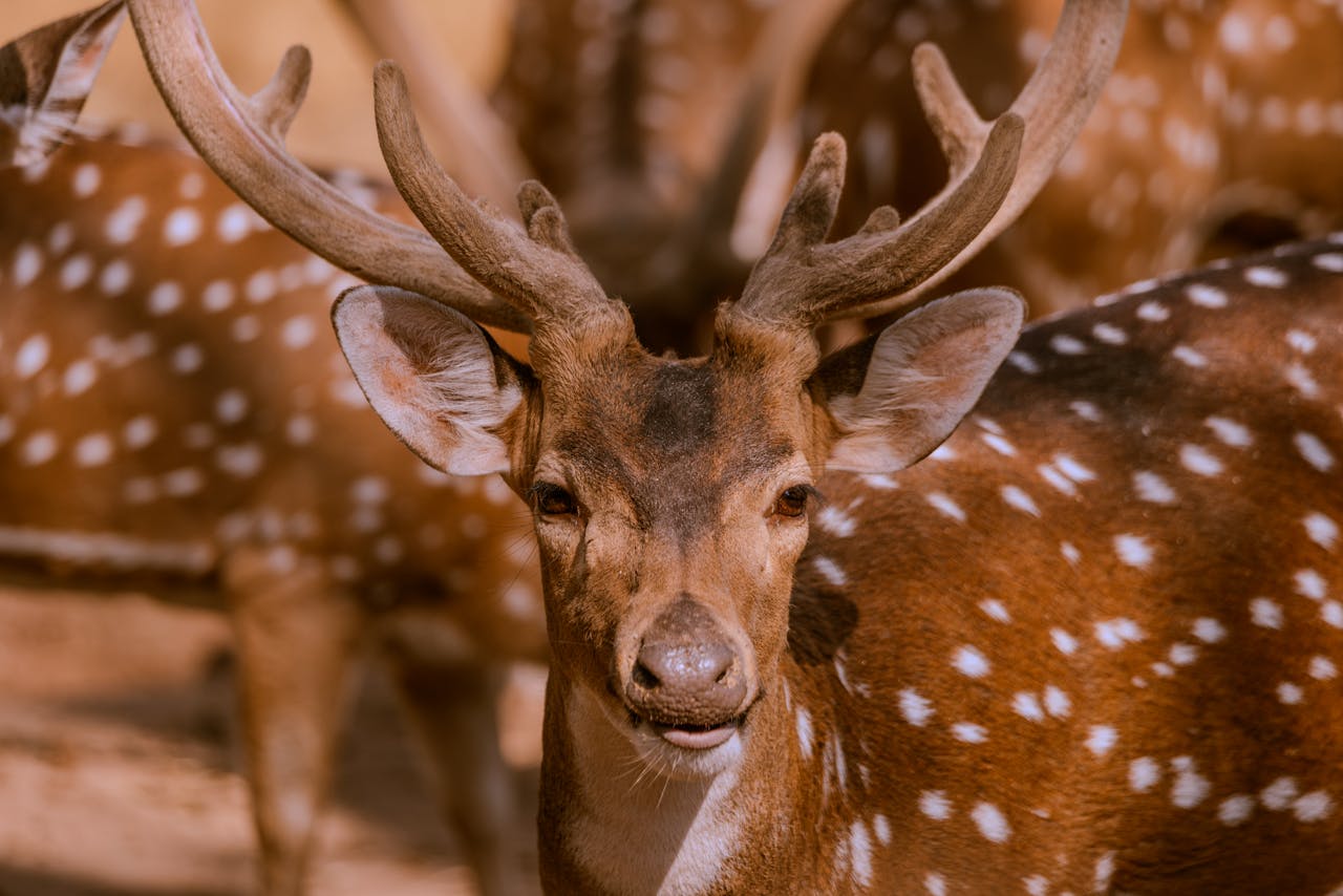 Detailed close-up of a spotted deer with antlers, set in natural surroundings, capturing wildlife's beauty.